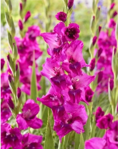 Гладиолусы Мистик Маджента (1уп/8шт)