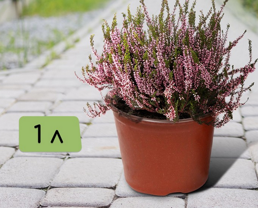 Набор горшков Рассадных пластик Greengo 1лит*20шт Арт-9085246