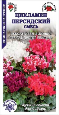 Цветы Цикламен Персидский Смесь ЦВ/П (СОТКА) 3шт комнатное 15-25см