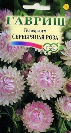 Цветы Гелихризум Серебряная роза ЦВ/П (ГАВРИШ) 0,01гр однолетник сухоцвет 70см