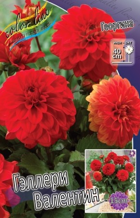 Георгины Геллери Валентин (1уп/1шт)