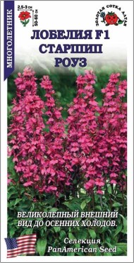 Цветы Лобелия Старшип Роуз ЦВ/П (СОТКА) 5шт многолетник 50-60см