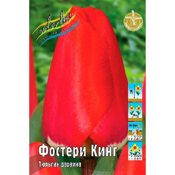 Тюльпан Фостери Кинг 11/12 (1/8шт) дарвинов 60см