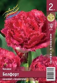 Тюльпан Белфорт 2й эффект 11/12 (1уп/7шт)