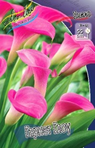 Калла Гарнет Глоу 12/14 (1уп/2шт)