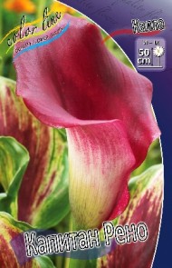 Калла Капитан Рено (1уп/2шт) Калла Капитан Рено (1уп/2шт)