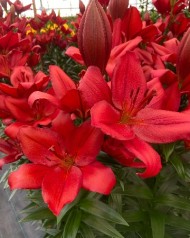 Лилия Кандинский (1уп/7шт) ЛА Лилия Кандинский (1уп/7шт) ЛА