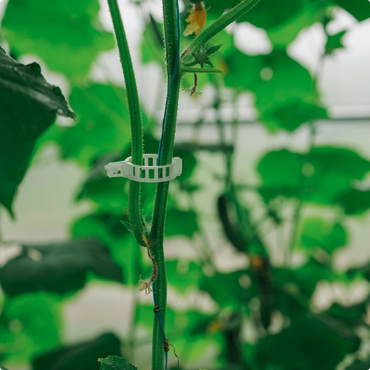 Клипса садовая Greengo D-25мм * 50шт Арт-4250628 (СКЛАД)