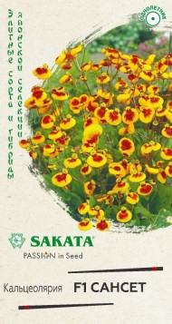 Цветы Кальцеолярия Сансет ЦВ/П (ГАВРИШ) 5шт комнатное 25см