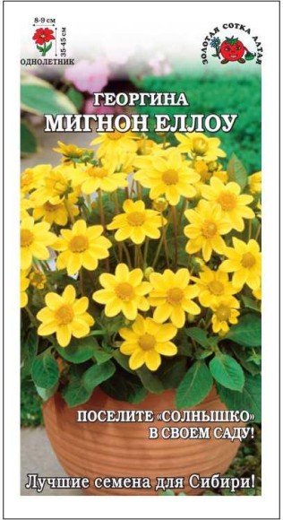 Цветы Георгина Мигнон Еллоу ЦВ/П (СОТКА) 0,2гр однолетник до 45см