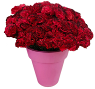 Гвоздика одиночная 64 см Красная с Чёрным кантом Гвоздика одиночная 64 см Красная с Чёрным кантом