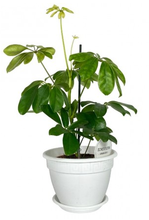 Горшок Антик 10лит D-32см Белый с поддоном