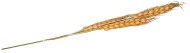 Колос зерна цветной маленький одиночный 80см Колос зерна цветной маленький одиночный 80см