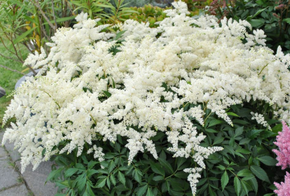 Астильба Уайт (1уп/1шт) Астильба Уайт (1уп/1шт)