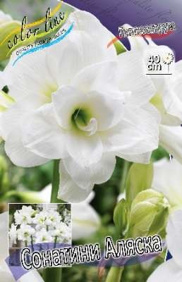 Гиппеаструм Аляска (1уп/1шт)