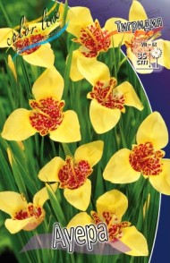 Тигридия Ауера (1уп/10шт)