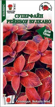 Цветы Колеус Суперфайн Рейнбоу Вулкано ЦВ/П (СОТКА) 10шт комнатное 30-35см