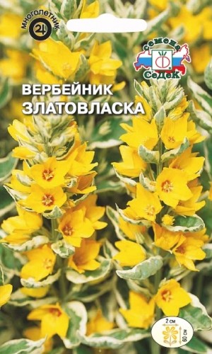Цветы Вербейник Златовласка ЦВ/П (СЕДЕК) 0,1гр многолетник 60см Цветы Вербейник Златовласка ЦВ/П (СЕДЕК) 0,1гр многолетник 60см