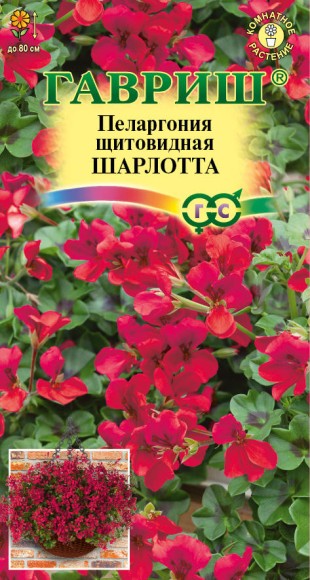 Цветы Пеларгония Шарлотта ампельная ЦВ/П (ГАВРИШ) 3шт комнатное до 80см