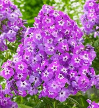Флокс Голиаф (1уп/2шт)