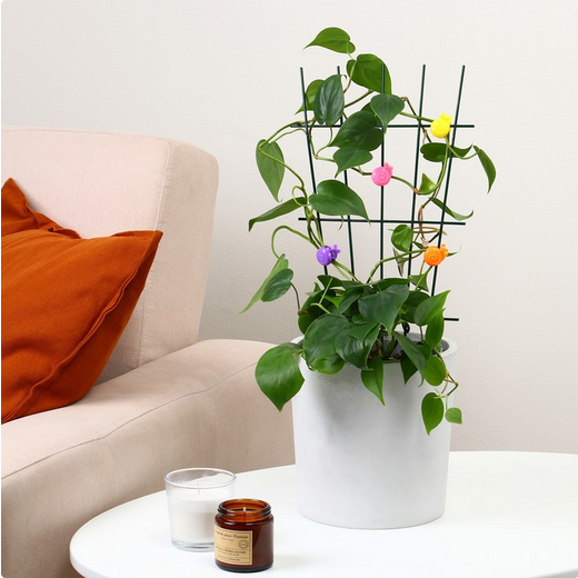 Клипса для растений Улитка набор 10шт (Цена за УПАКОВКУ)