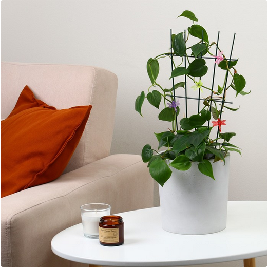 Клипса для растений Стрекоза набор 10шт (Цена за УПАКОВКУ)