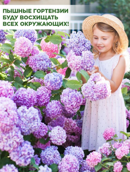 Удобрение Бона Форте ведро Гортензий 1лит/0,8кг (1уп/12шт)