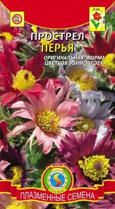Цветы Прострел Перья ЦВ/П (ПЛАЗМА) 10шт многолетник 30см Цветы Прострел Перья ЦВ/П (ПЛАЗМА) 10шт многолетник 30см