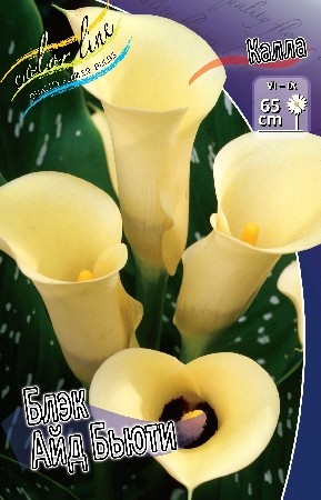Калла Блэк Айд Бьюти (1уп/2шт)