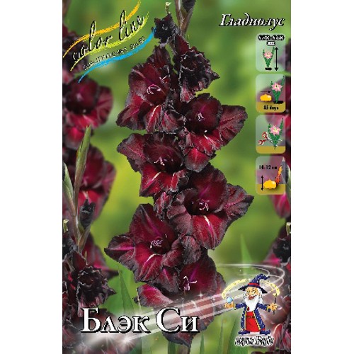 Гладиолусы Блек Си 10/12 (1уп/8шт)