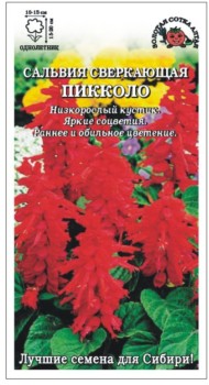 Цветы Сальвия Пикколо ЦВ/П (СОТКА) 0,05гр однолетник 15-20см