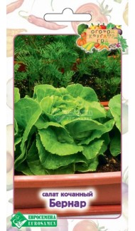 Салат Бернар ЦВ/П (ЕС) 0,5гр раннеспелый кочанный комнатный