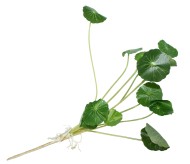 Настурция без цветка для горшка 12веток 40см