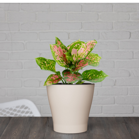 Горшок Лея 2,2лит Бежевый (с дренажной системой) Горшок Лея 2,2лит Бежевый (с дренажной системой)