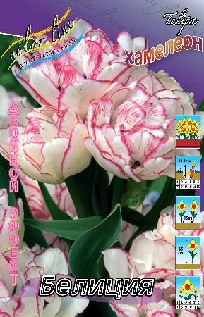 Тюльпан Белиция 2й эффект 12/+ (1/7шт)