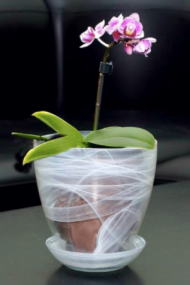 Кашпо для орхидей Стекло №-2 Алебастр Белый (D-13см) Кашпо для орхидей Стекло №-2 Алебастр Белый (D-13см)