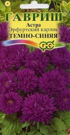 Цветы Астра Эрфуртский карлик Тёмно-синяя ЦВ/П (ГАВРИШ) 0,3гр однолетник до 30см