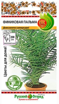 Цветы Финиковая Пальма ЦВ/П (НК) 5шт комнатное до 2м