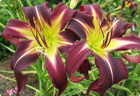 Лилейник Майк Рид (1уп/1шт) Лилейник Майк Рид (1уп/1шт)