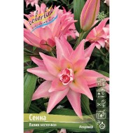 Лилия Сенна (1уп/5шт) вост. махр Лилия Сенна (1уп/5шт) вост. махр