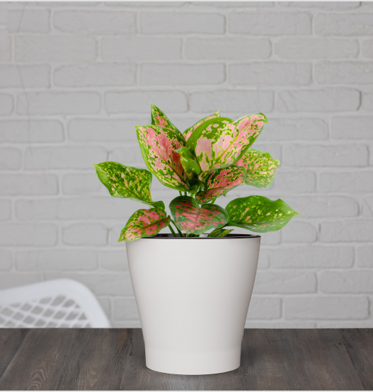 Горшок Лея 2,2лит Белый (с дренажной системой) Горшок Лея 2,2лит Белый (с дренажной системой)