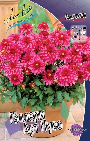 Георгины Геллери Арт Нуво (1уп/1шт)