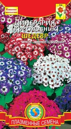 Цветы Цинерария Шедевр Комнатная ЦВ/П (ПЛАЗМА) 10шт комнатное до 30см