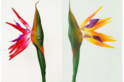 Стрелиция Оранжевая 88см Эко-Силикон Артикул - 020