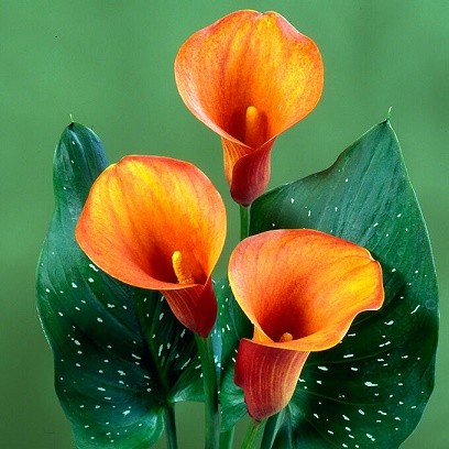 Калла Манго (1уп/2шт)