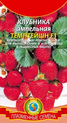 Клубника Темптейшн Ампельная F1 ЦВ/П (ПЛАЗМА)