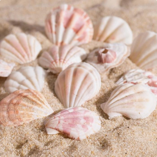 Набор Ракушек 100гр Арт-1302301