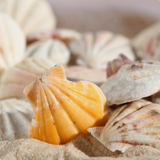Набор Ракушек 100гр Арт-1302301