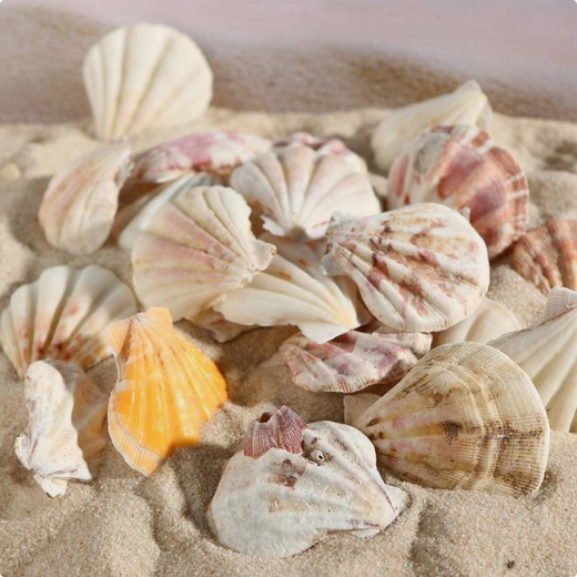Набор Ракушек 100гр Арт-1302301