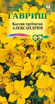Цветы Кассия Александрия ЦВ/П (ГАВРИШ) 3шт комнатное до 1,5м